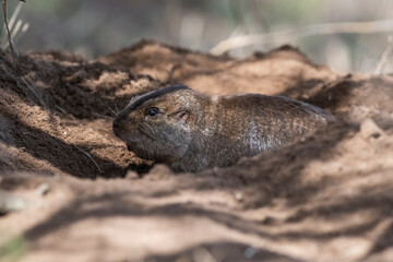 Azara´s Tuco tuco, Ctenomys azarae, La Pampa Province, Patagonia Argentina.