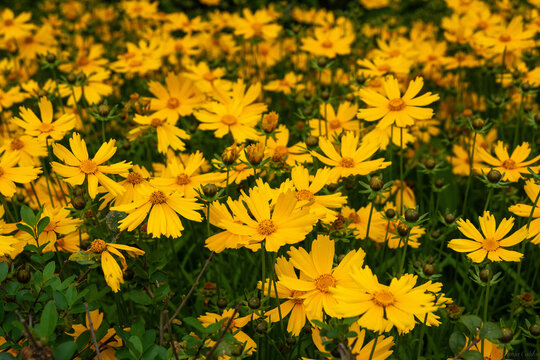 Campo florido de margaridas amarelas