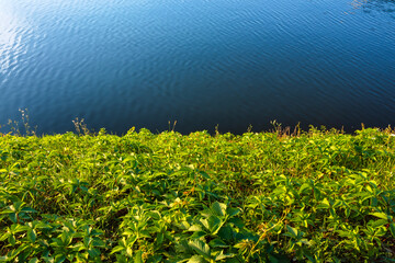 Bank with green vegetation and blue clear water in a river or lake. Natural background with green...