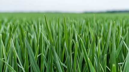 Obraz premium Lush Green Grass Blades Close Up Nature Texture Spring Field Vibrant Foliage