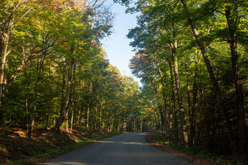 Tree lined road in early autumn.