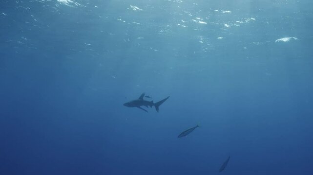 An oceanic whitetip shark (Carcharhinus longimanus) swims through the deep blue, searching for its prey in the vast open ocean. Check my portfolio for more shark footage.