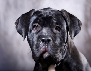 Close up macro shot of a black cane corso puppy viewed from the front