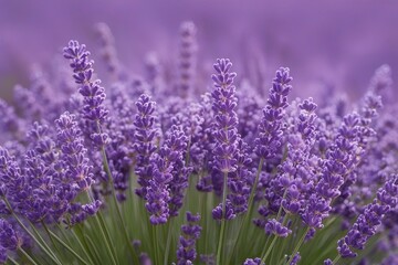 Fototapeta premium Delicate Lavender Cloud Mist Curling for Dreamy and Soft Textures