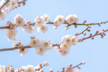 青空を背景に咲く白い梅の花の枝