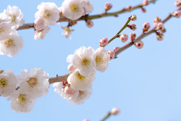 青空を背景にした満開の白梅の花