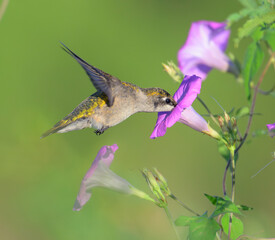 Fototapeta premium Ruby-throated hummingbird (Archilochus colubris) feeding from tievine morning glory flower (Ipomoea cordatotriloba) during migration, Texas, USA.
