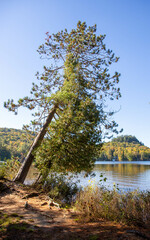 Vertical tree leaning over a lake in cottage country