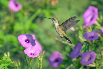 Ruby-throated hummingbird (Archilochus colubris) hovering near the tievine morning glory flower (Ipomoea cordatotriloba) during migration, Texas, USA