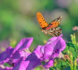 Gulf fritillary or passion butterfly (Dione [Agraulis] vanilla) flying over blooming tievine morning glory (Ipomoea cordatotriloba), Texas, USA.
