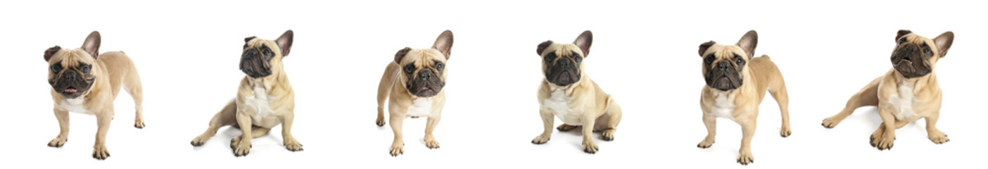 Fototapeta premium Set of cute French bulldog on white background