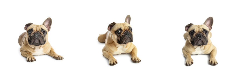 Fototapeta premium Set of cute French bulldog on white background