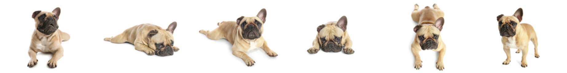 Set of cute French bulldog on white background