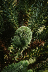 Pinhas verdes em grimpa de pinheiro de araucária no sul do Paraná