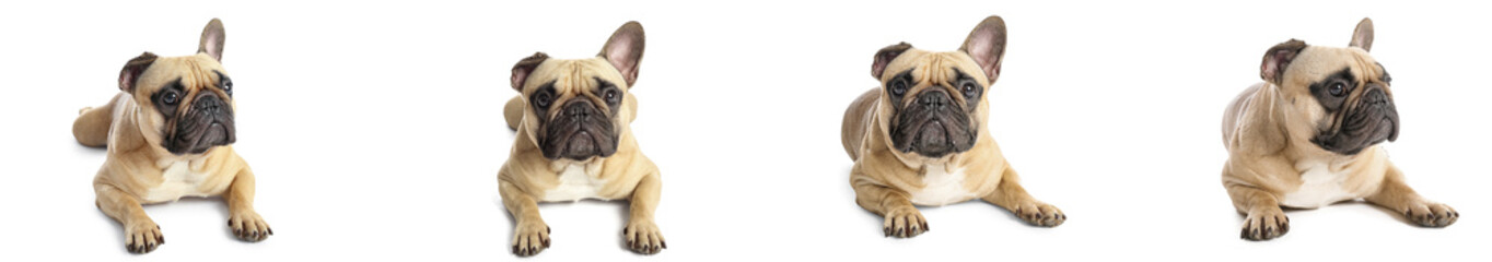 Set of cute French bulldog on white background