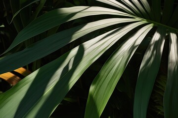 Realistic Shadow Effects Moving Over Tropical Foliage with Smooth Dynamic Animation