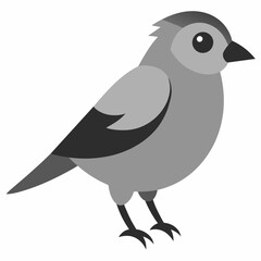 Beauty of Gray Jay High-Quality Vector Illustration
