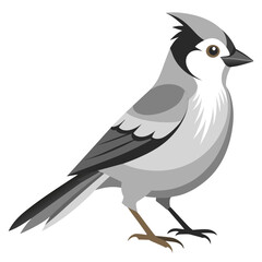 Beauty of Gray Jay High-Quality Vector Illustration