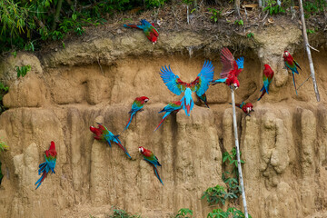 A vibrant flock of macaws gather on a clay lick, their brilliant plumage creating a stunning contrast against the earthy tones of the clay.