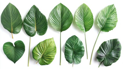 Obraz premium Vibrant Green Leaves Showcasing Intricate Textures on White Background