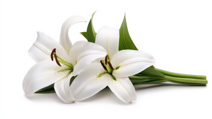 Fototapeta premium Serene White Lilies: A pair of elegant white lilies, their petals unfurling in gentle repose, exude purity and tranquility. A symbol of peace and remembrance. 