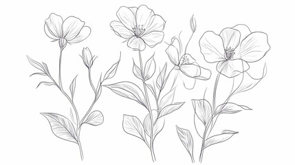 Set of botanic outline wildflowers and leaves. hand drawn floral abstract pencil sketch field flowers, branch isolated on white background line art illustration. Line Art. Illustration