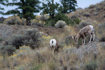 Kamloops, British Columbia nature adventure 