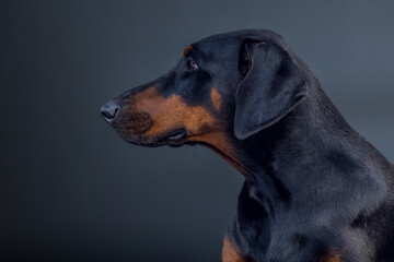 Obraz premium Portrait of a female doberman dog in front of black studio background