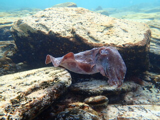whyalla giant cuttlefish