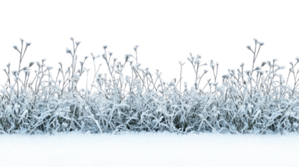grass with hoarfrost on a transparent background