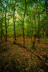Forest at golden hour in morning lights . Sunrise over the trees and field . Orange trees , autumn beautiful landscape , trees in the lights of the sun .Sunny morning . Warm colors , aesatic lands . 
