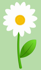 The illustration of a daisy
