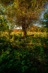 Autumn forest in orange and green colors at the morning . Woodlands shot with wide angle lense . Beautiful trees , mystery sunrise with sunlights through the leaves , yellow grass. Warm tempreture.
