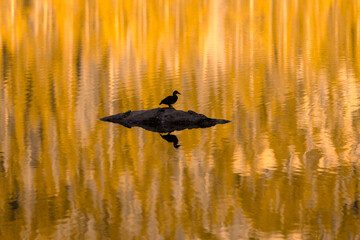Duck Reflection in Fall