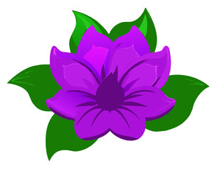 Shiny Purple Magnolia