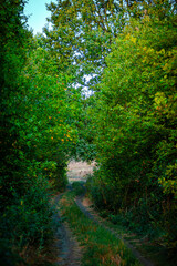 Sunlights in the forest at morning , mystery oak trees . Old trees with green and orange leaves .Autumn colors,green trees .Woodlands at summer morning . Summer beauty .Oak tree with mystery branches