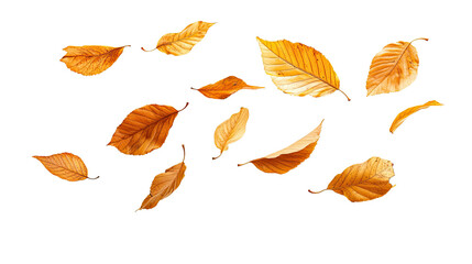 Obraz premium autumn leaves on a transparent background