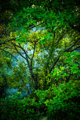 Obraz premium Sunlights in the forest at morning , mystery oak trees . Old trees with green and orange leaves .Autumn colors,green trees .Woodlands at summer morning . Summer beauty .Oak tree with mystery branches