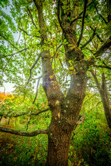 Sunlights in the forest at morning , mystery oak trees . Old trees with green and orange leaves .Autumn colors,green trees .Woodlands at summer morning . Summer beauty .Oak tree with mystery branches