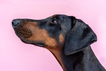 Cute and funny portrait of a female doberman dog in front of pink studio background