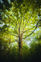 Sunlights in the forest at morning , mystery oak trees . Old trees with green and orange leaves .Autumn colors,green trees .Woodlands at summer morning . Summer beauty .Oak tree with mystery branches