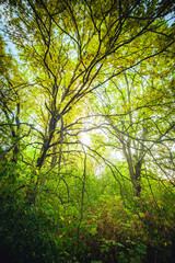 Sunlights in the forest at morning , mystery oak trees . Old trees with green and orange leaves .Autumn colors,green trees .Woodlands at summer morning . Summer beauty .Oak tree with mystery branches