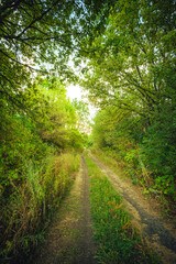Fototapeta premium Sunlights in the forest at morning , mystery oak trees . Old trees with green and orange leaves .Autumn colors,green trees .Woodlands at summer morning . Summer beauty .Oak tree with mystery branches
