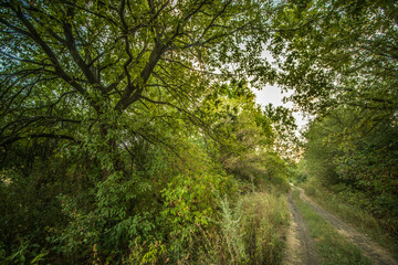 Fototapeta premium Sunlights in the forest at morning , mystery oak trees . Old trees with green and orange leaves .Autumn colors,green trees .Woodlands at summer morning . Summer beauty .Oak tree with mystery branches
