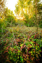 Oak trees in forest at summer morning . Autumn colors , Yellow trees with orange leaves. Sunrise over the forest . Beautiful sun,morning in wild nature , blue sky with clouds .Landscape in oak forest.