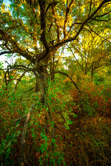 Obraz premium Oak trees in forest at summer morning . Autumn colors , Yellow trees with orange leaves. Sunrise over the forest . Beautiful sun,morning in wild nature , blue sky with clouds .Landscape in oak forest.