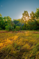 Fototapeta premium Oak trees in forest at summer morning . Autumn colors , Yellow trees with orange leaves. Sunrise over the forest . Beautiful sun,morning in wild nature , blue sky with clouds .Landscape in oak forest.