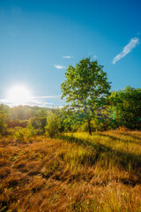 Oak trees in forest at summer morning . Autumn colors , Yellow trees with orange leaves. Sunrise over the forest . Beautiful sun,morning in wild nature , blue sky with clouds .Landscape in oak forest.