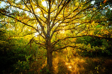 Oak trees in forest at summer morning . Autumn colors , Yellow trees with orange leaves. Sunrise over the forest . Beautiful sun,morning in wild nature , blue sky with clouds .Landscape in oak forest.