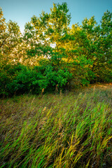 Oak trees in forest at summer morning . Autumn colors , Yellow trees with orange leaves. Sunrise over the forest . Beautiful sun,morning in wild nature , blue sky with clouds .Landscape in oak forest.